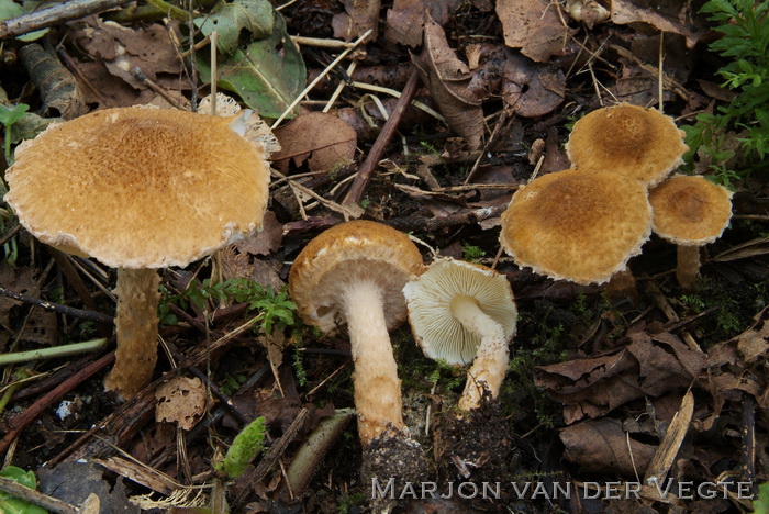 Oranjebruine parasolzwam - Lepiota boudieri